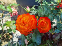 Rosa Charisma Sarı Kırmızı Gül fidanı