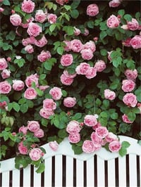 Rosa Climbing Constance Spry Pembe Sarmaşık Gül fidanı