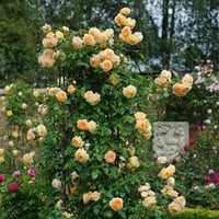 Rosa Climbing Kavuniçi Yediveren Sarmaşık Gül fidanı