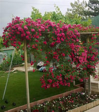 Rosa Climbing Pembe Sarmaşık Gül fidanı