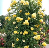 Rosa climbing Yediveren Sarı Sarmaşık Gül fidanı