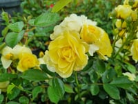 Rosa Comtesse du Barry Sarı Gül fidanı