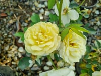 Rosa Comtesse du Barry Sarı Gül fidanı
