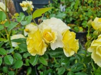 Rosa Comtesse du Barry Sarı Gül fidanı