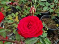 Rosa Crimson Kırmızı Gül fidanı