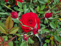 Rosa Crimson Kırmızı Gül fidanı