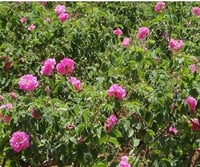 Rosa damascena Isparta Gülü fidanı