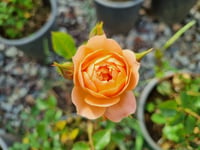 Rosa Fryminicot Somon Bodur Gül fidanı