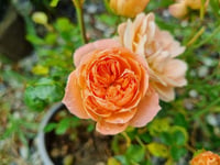 Rosa Fryminicot Somon Bodur Gül fidanı