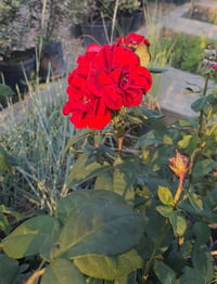 Rosa gala Kırmızı Gül fidanı 20-40 cm