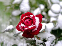 Rosa gala Kırmızı Gül fidanı