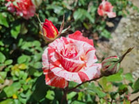 Rosa Henri Matisse Ebruli Gül fidanı