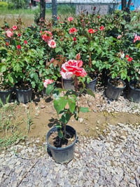 Rosa Henri Matisse Ebruli Gül fidanı
