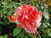 Rosa Henri Matisse Ebruli Gül fidanı