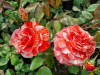 Rosa Henri Matisse Ebruli Gül fidanı