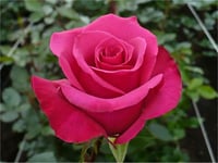 Rosa Hot princess Kokulu pembe Gül fidanı
