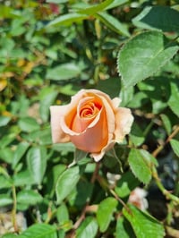 Rosa Just Joey Kavuniçi Gül fidanı