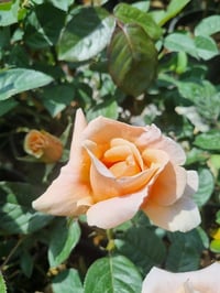 Rosa Just Joey Kavuniçi Gül fidanı