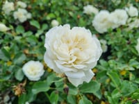Rosa Katmerli Beyaz Gül fidanı