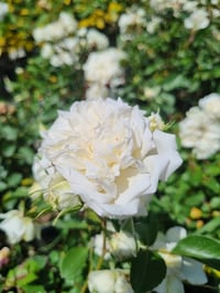 Rosa Katmerli Beyaz Gül fidanı