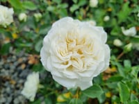 Rosa Katmerli Beyaz Gül fidanı