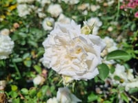 Rosa Katmerli Beyaz Gül fidanı