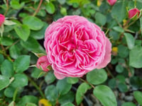 Rosa Katmerli Pembe Gül fidanı
