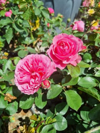 Rosa Katmerli Pembe Gül fidanı