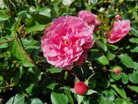 Rosa Katmerli Pembe Gül fidanı