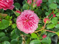 Rosa Katmerli Pembe Gül fidanı