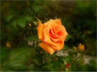 Rosa Kayısı Gül fidanı