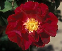 Rosa Kırmızı Fransız Gülü fidanı