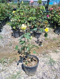 Rosa Landora Sarı Gül fidanı