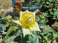 Rosa Landora Sarı Gül fidanı
