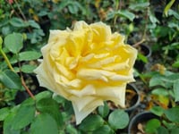 Rosa Landora Sarı Gül fidanı
