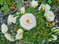 Rosa Little Eskimo Beyaz Bodur Gül fidanı