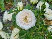 Rosa Little Eskimo Beyaz Bodur Gül fidanı