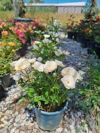 Rosa Little Eskimo Beyaz Bodur Gül fidanı