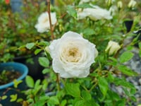 Rosa Little Eskimo Beyaz Bodur Gül fidanı