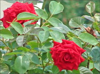 Rosa MAGNUM Kırmızı Gül fidanı