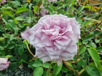Rosa Mainzer Fastnacht Lila Gül fidanı