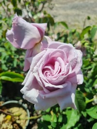 Rosa Mainzer Fastnacht Lila Gül fidanı