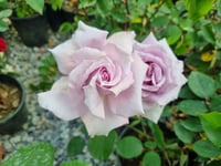 Rosa Mainzer Fastnacht Lila Gül fidanı