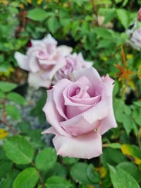 Rosa Mainzer Fastnacht Lila Gül fidanı