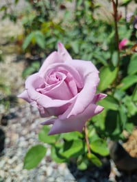 Rosa Mainzer Fastnacht Lila Gül fidanı