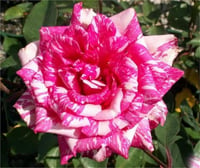 Rosa OSIRIA Candlestripe ebruli Gül fidanı