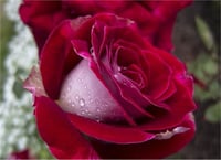 Rosa OSIRIA dubble Gül fidanı