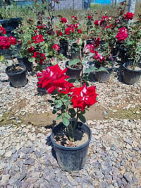 Rosa OSIRIA dubble Gül fidanı