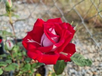 Rosa OSIRIA dubble Gül fidanı