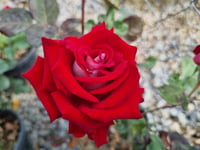 Rosa OSIRIA dubble Gül fidanı